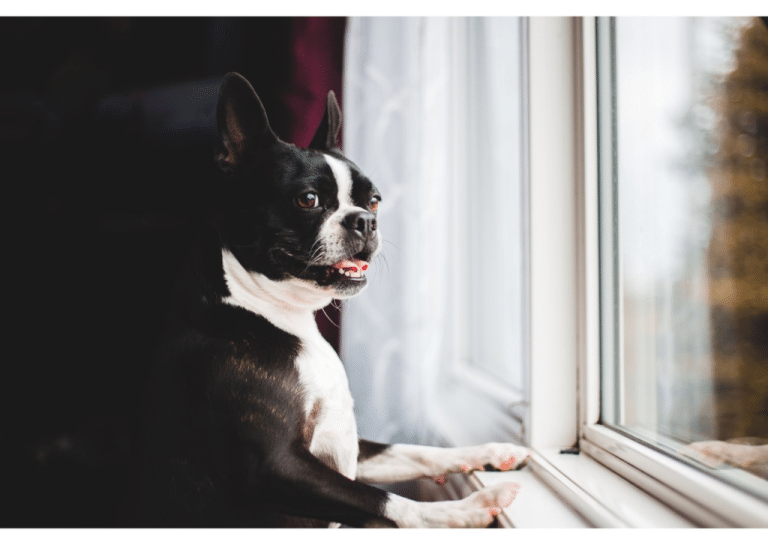 What Can Humans Learn from the Loyalty of Dogs
